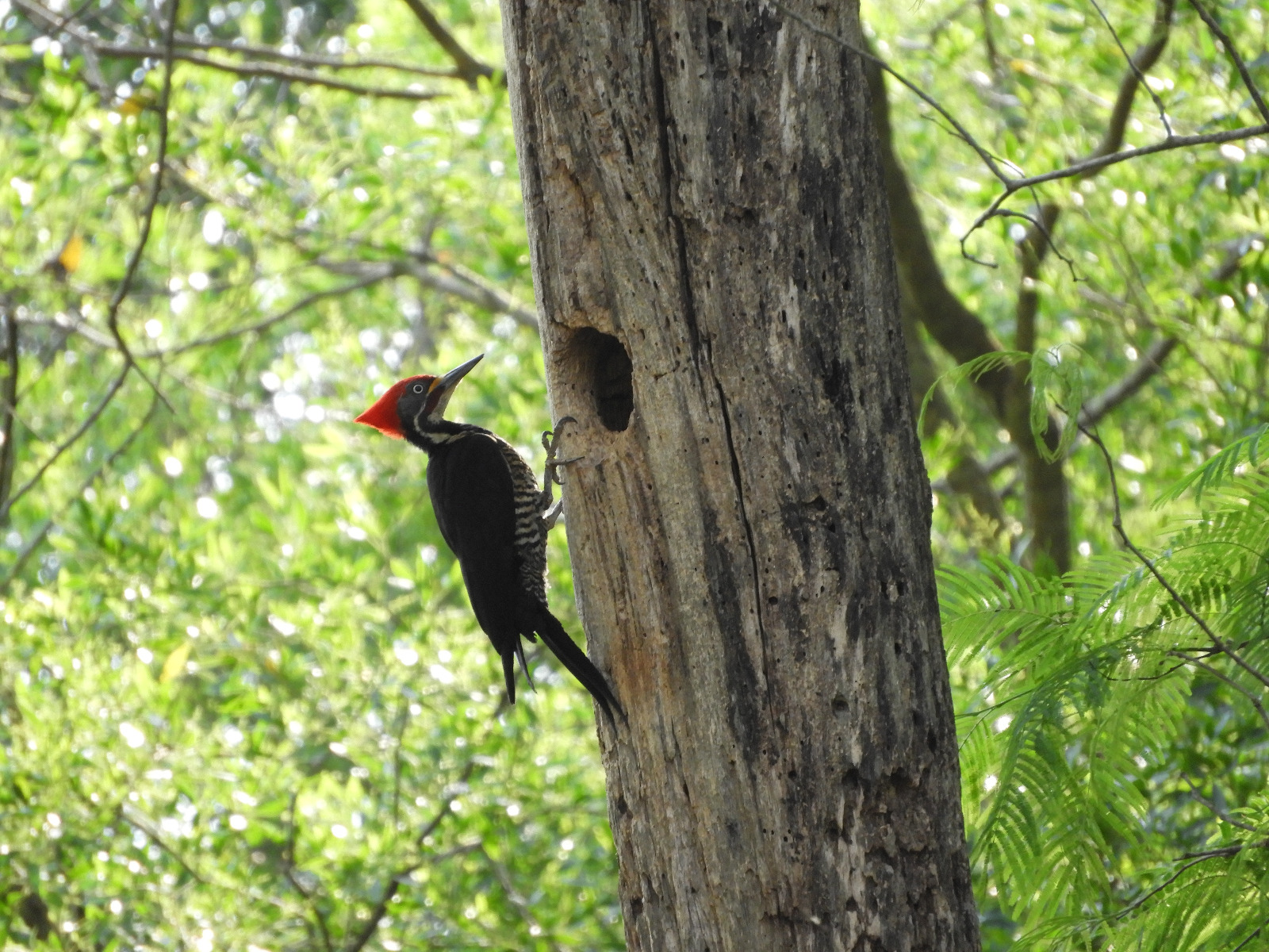 Día de la Biodiversidad: ITAIPU destaca la necesidad de proteger todas las especies