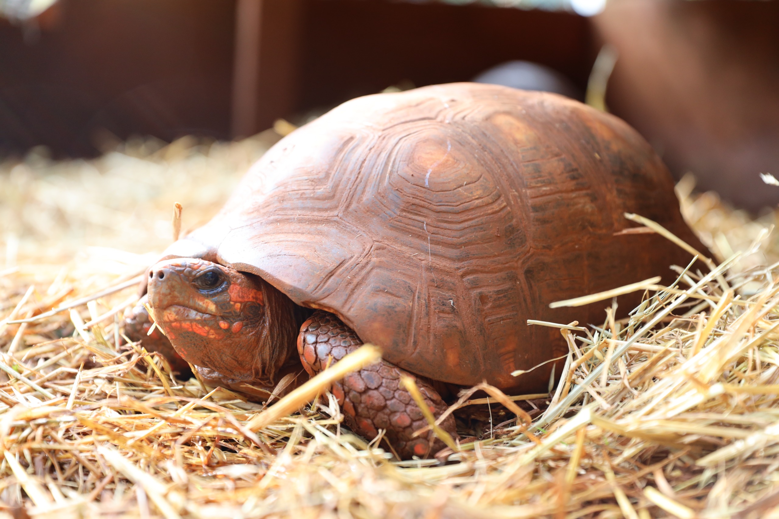En el Día Mundial de las Tortugas, ITAIPU insta a proteger la especie y evitar el mascotismo