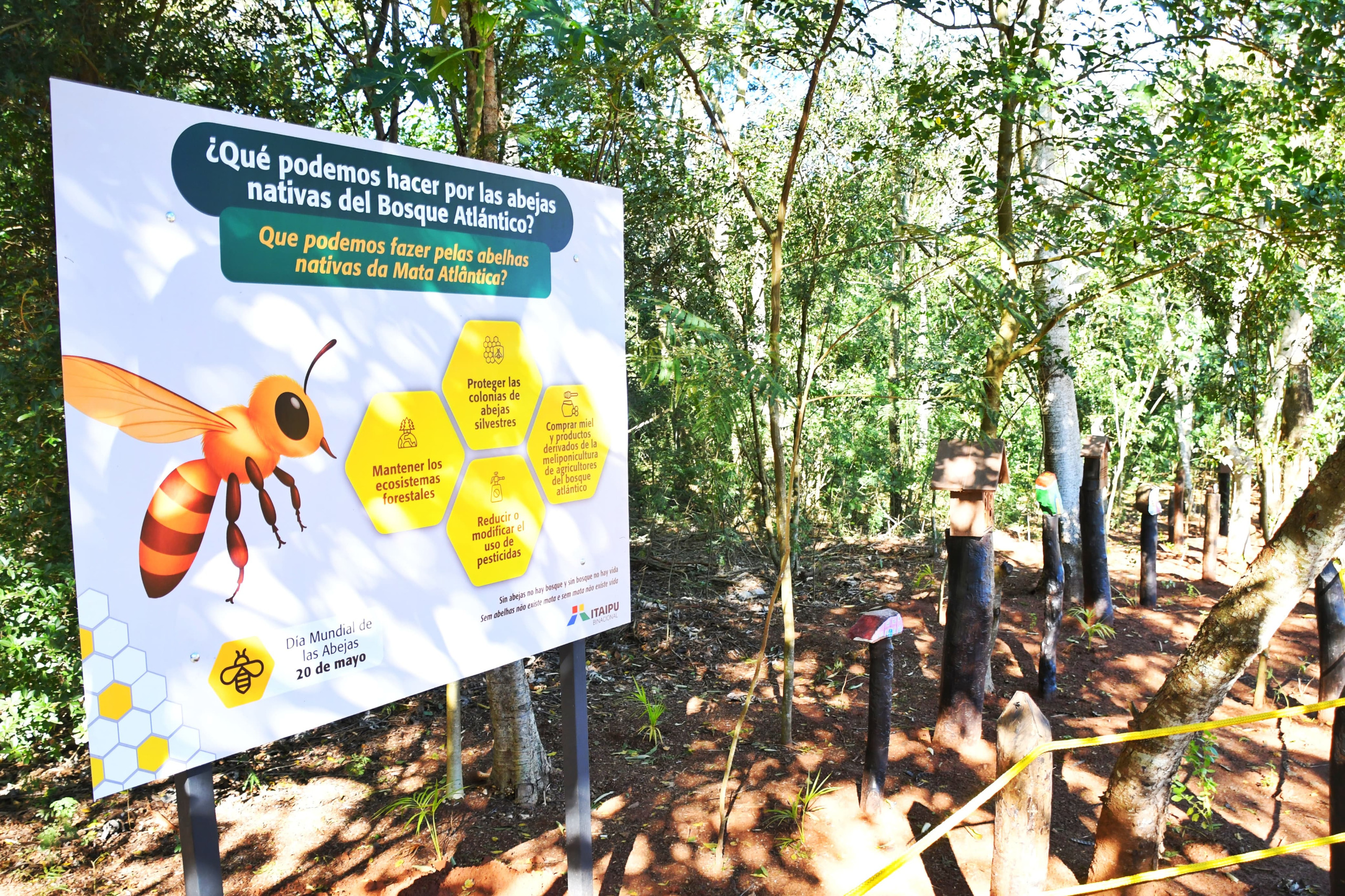 Refugio Biológico de Mbaracayú de ITAIPU ofrecerá nuevo atractivo para conservación de abejas nativas