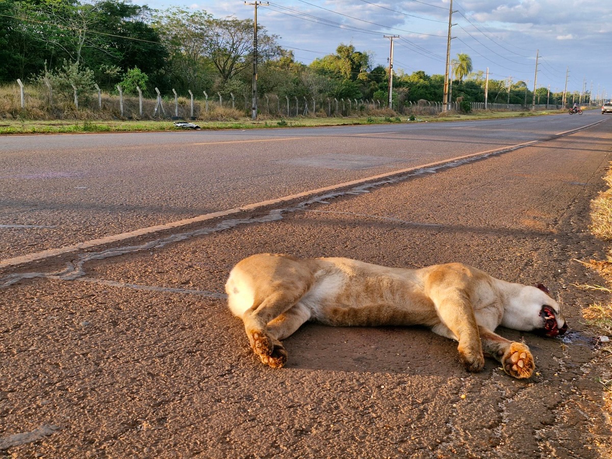ITAIPU comunica el atropellamiento de un puma sobre la Ruta PY07, frente a Tatí Yupí
