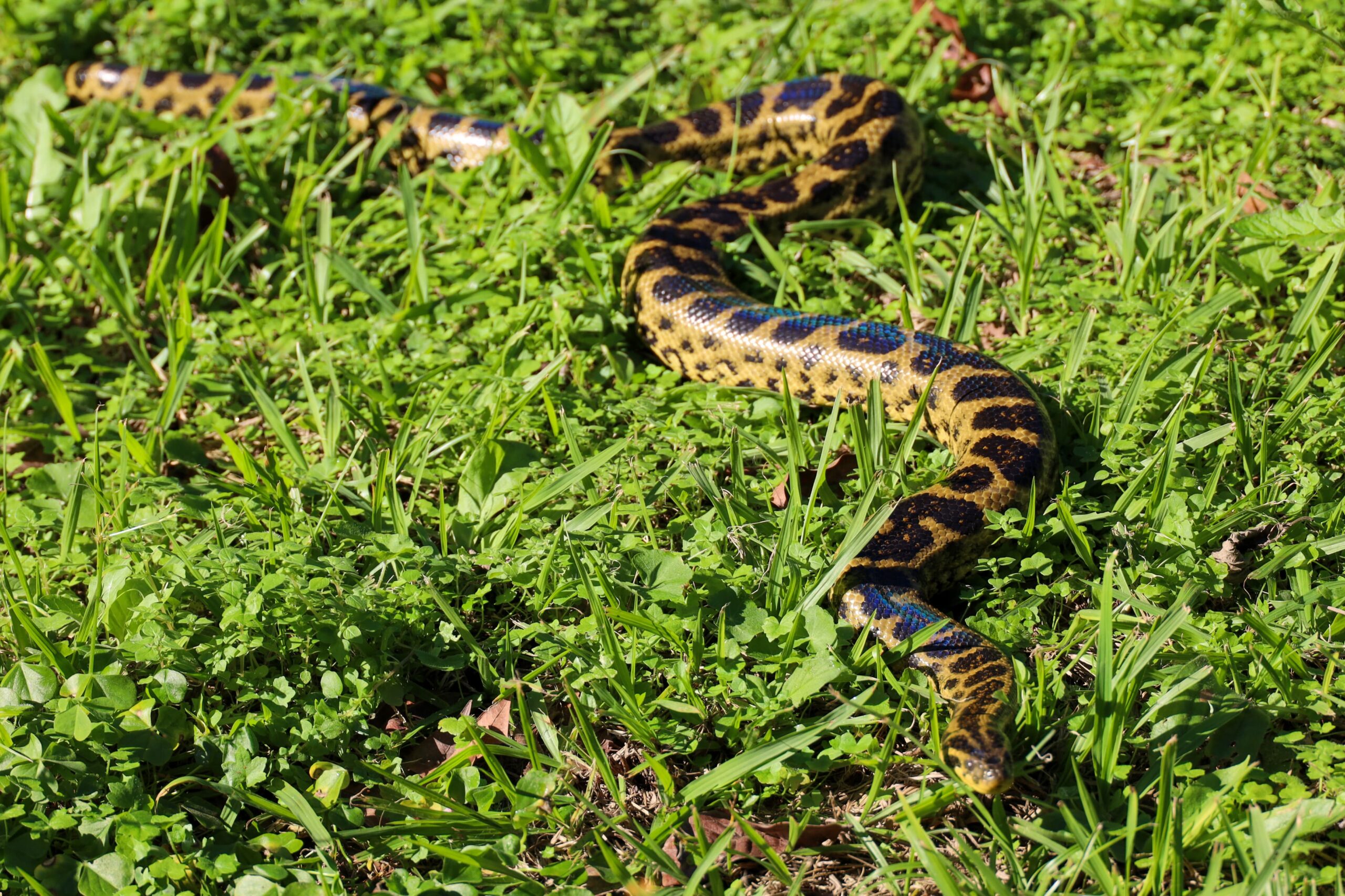 ITAIPU se adhiere a la conmemoración del Día Mundial de la Serpiente con acciones de conservación