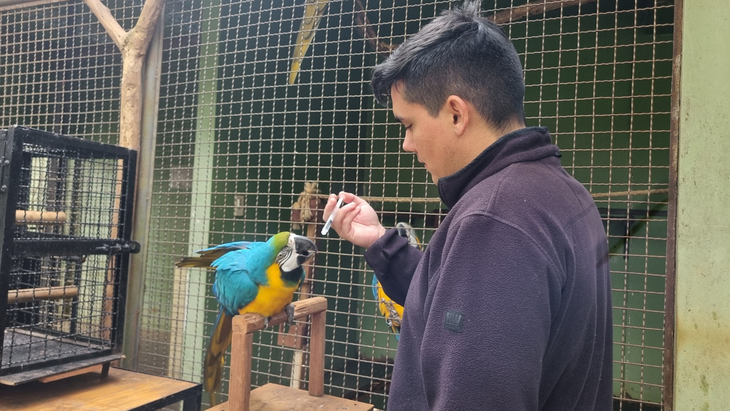 Entrenan a guacamayos para su traslado al Sendero del Jaguarete del Tekotopa Centro Ambiental