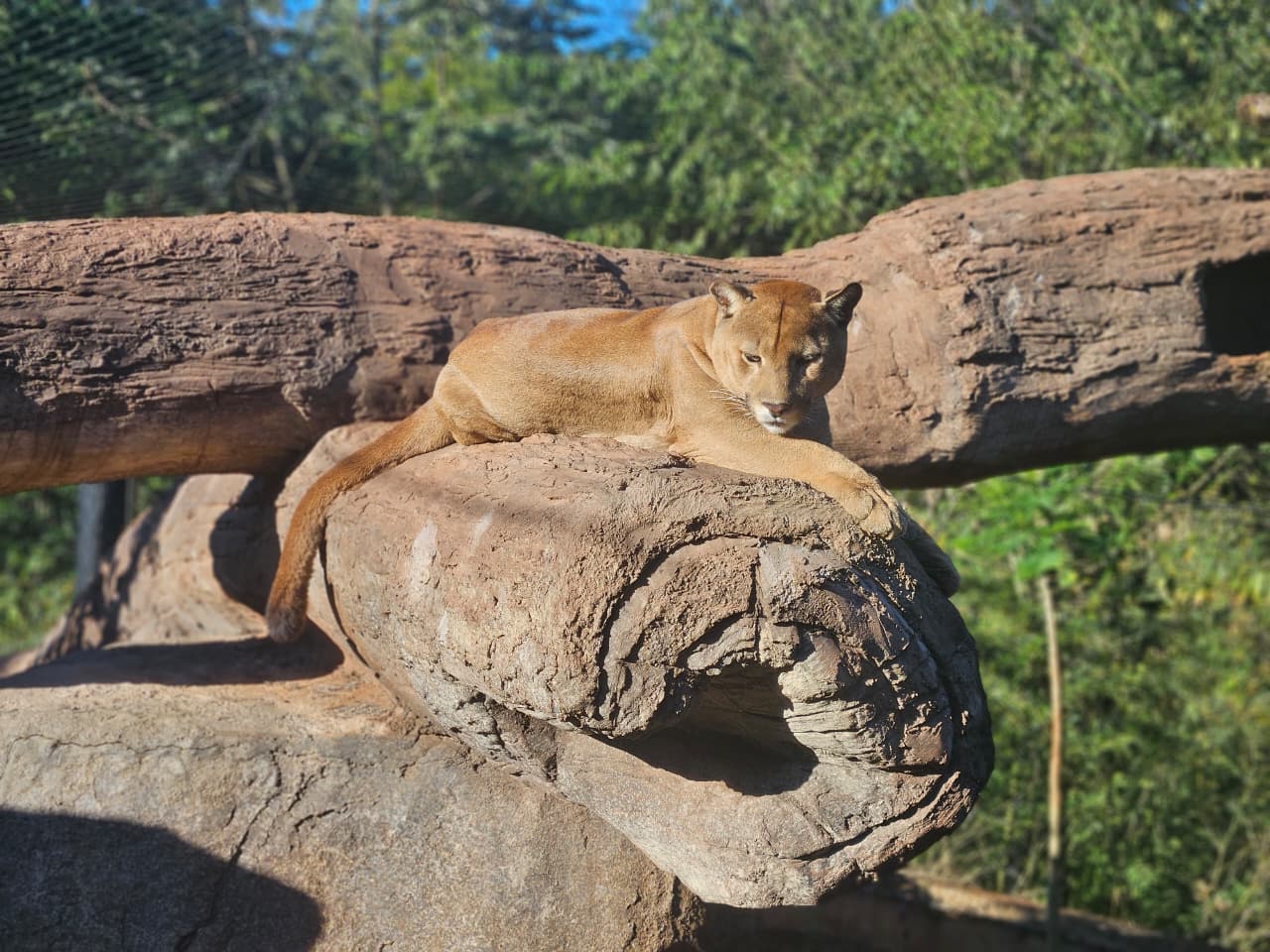 Trasladan pumas al Sendero Jaguareté de Tekotopa Centro Ambiental de ITAIPU
