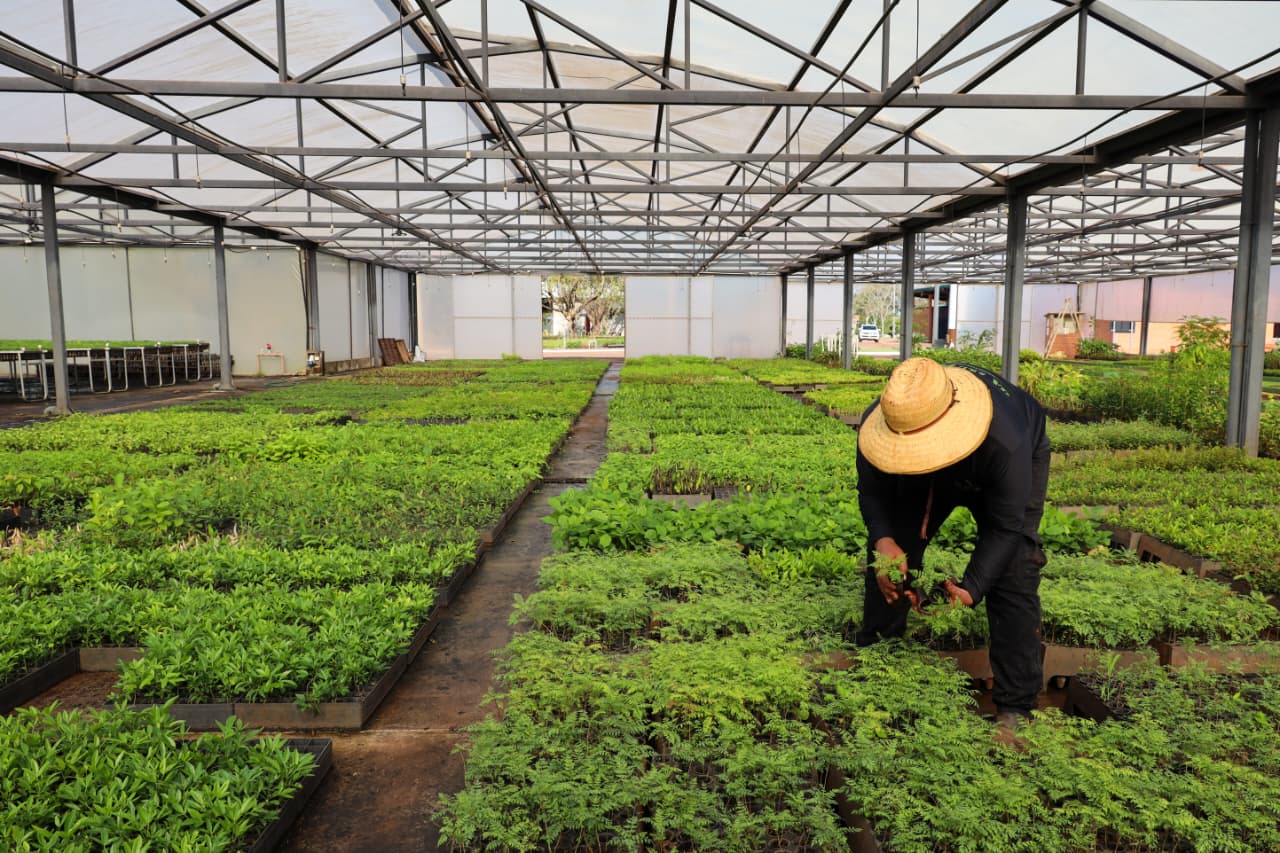 Vivero de Tekotopa Centro Ambiental de ITAIPU produjo más de 110 mil plantines en agosto