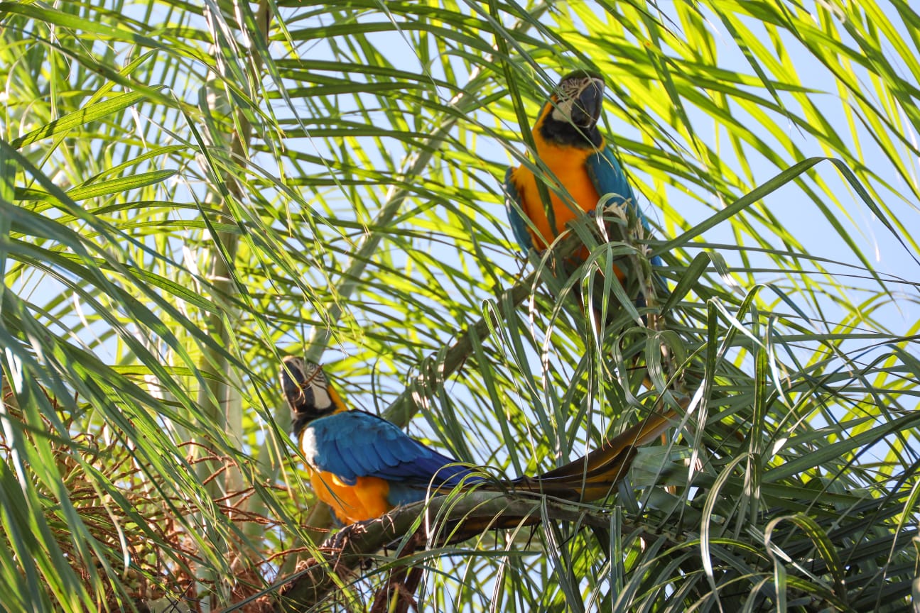 El regreso de los kaninde: histórico avistamiento de guacamayos en Refugio Biológico de Mbaracayú