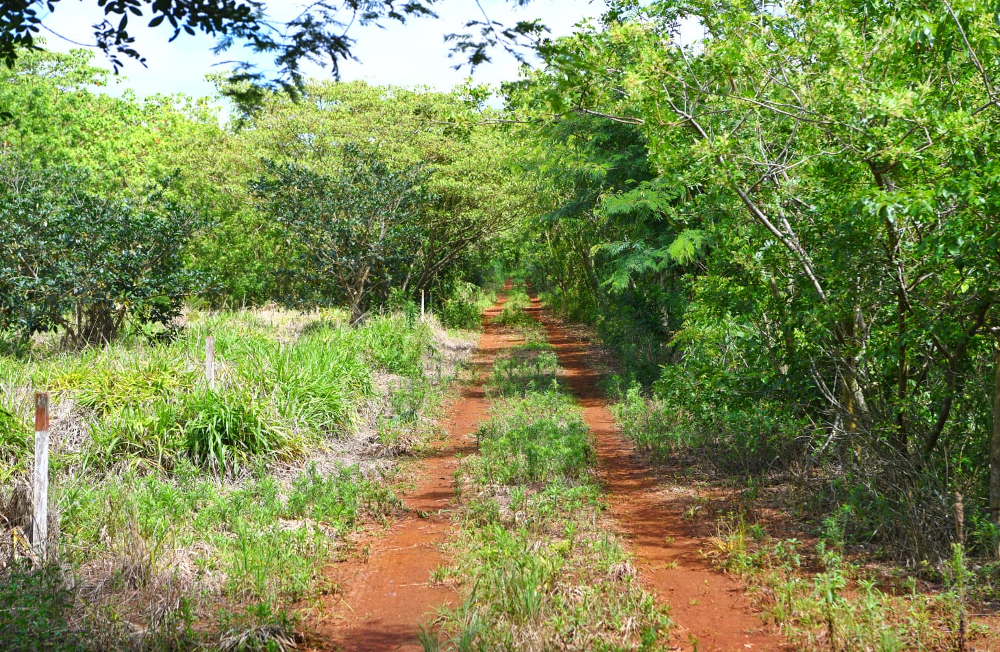 Realizan enriquecimiento en parcelas de restauración forestal de ITAIPU para cultivo de nuevas especies