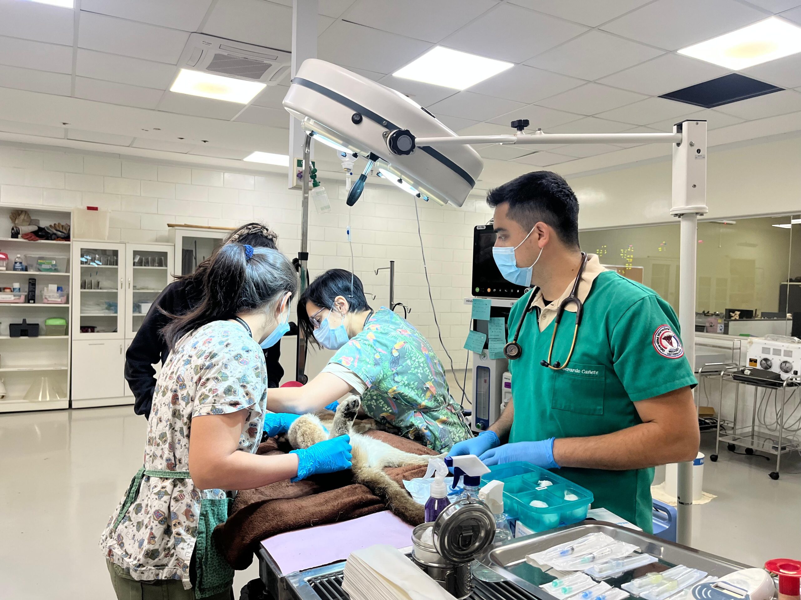 Cachorro de puma rescatado por bomberos es atendido en el Hospital Faunístico de ITAIPU