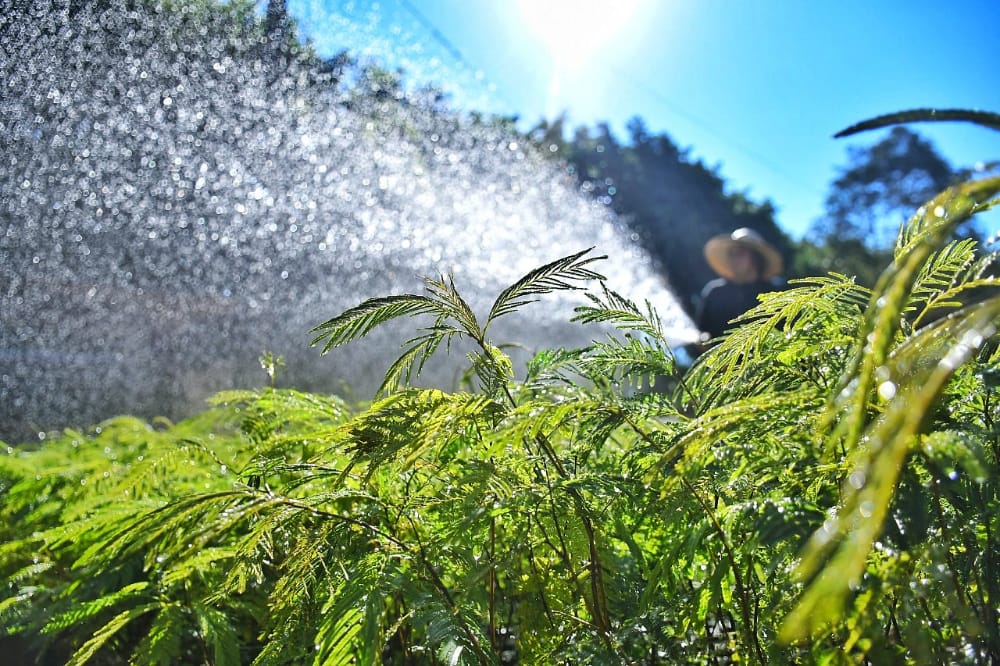 Tekotopa Centro Ambiental de ITAIPU produjo más de 110.000 plantines de diferentes especies en octubre