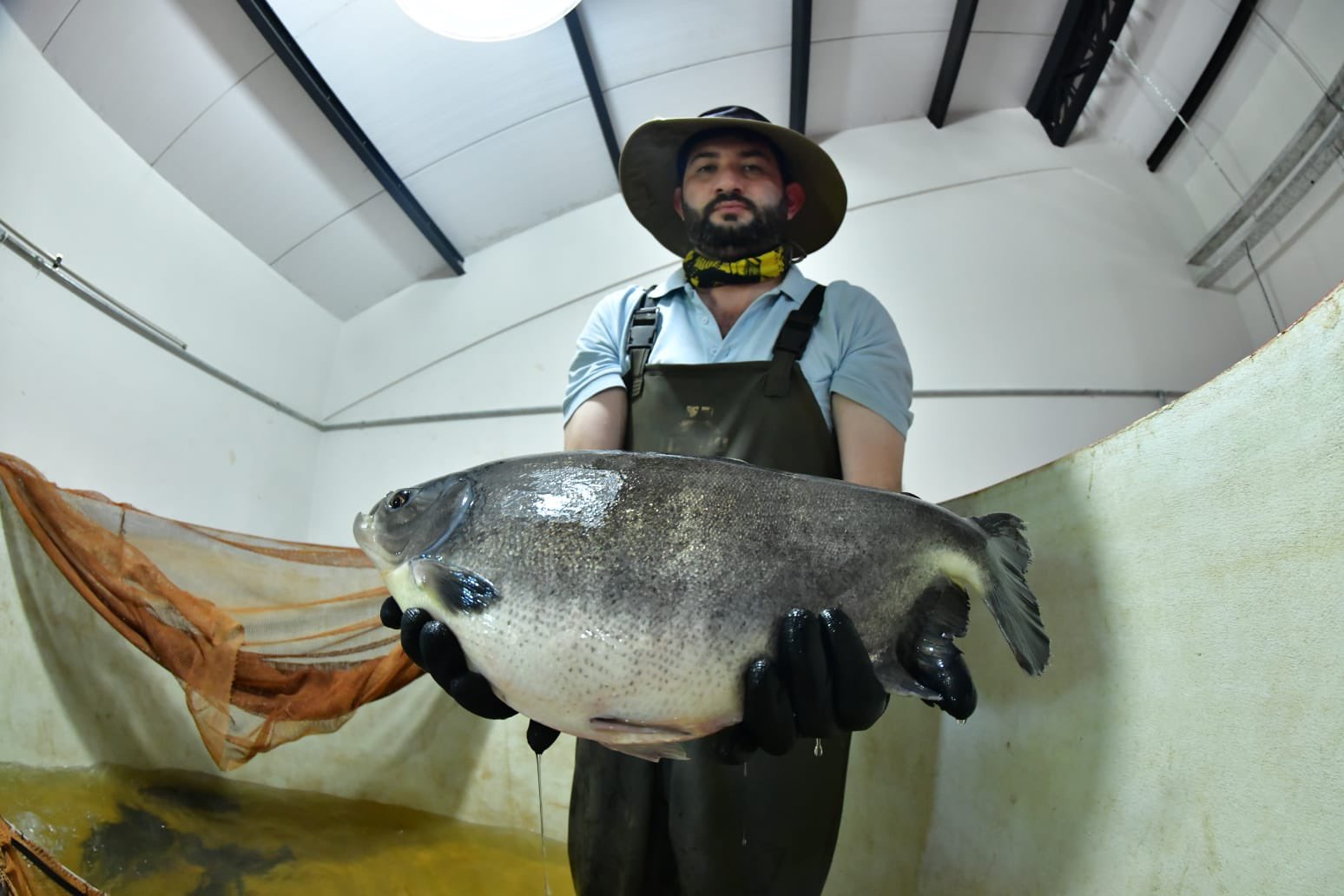 Por el día de la acuicultura, ITAIPU reafirma compromiso para la conservación de especies ícticas nativas