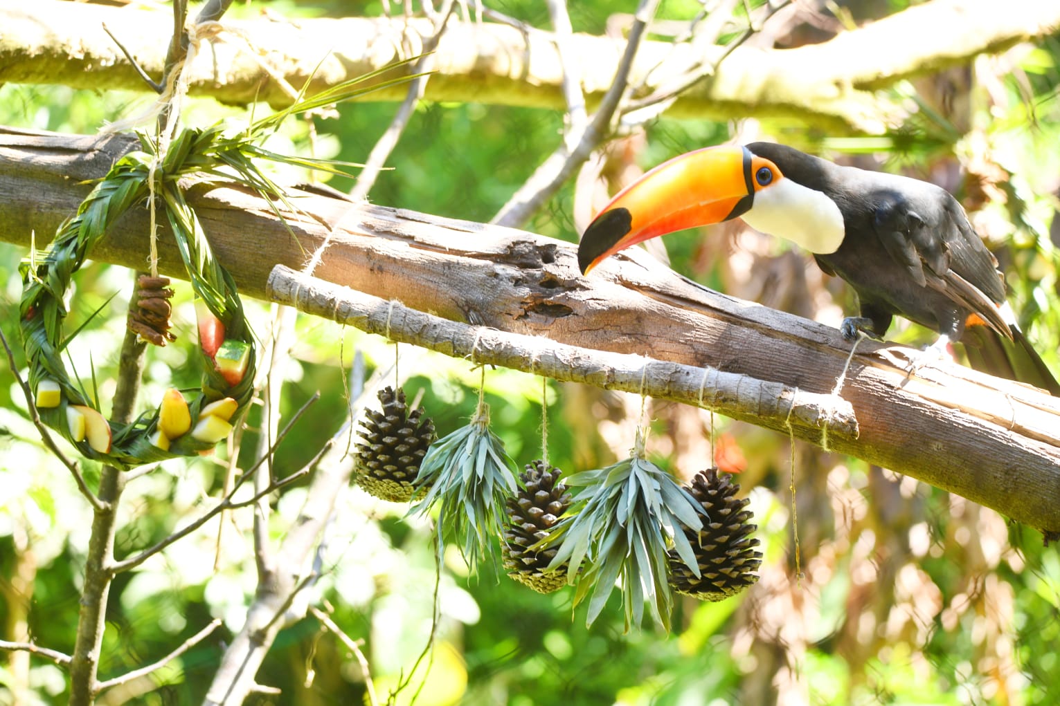 En Tekotopa de ITAIPU los animales tuvieron enriquecimiento ambiental con temática navideña