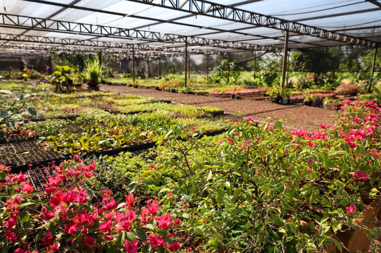 Vivero y huerto de ITAIPU produjeron más de 1.200.000 plantines de diferentes especies en el 2025