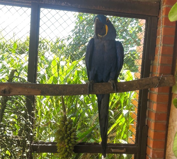 Profesionales del Tekotopa de ITAIPU destacan avances en rehabilitación de guacamayo víctima de tráfico