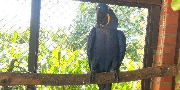 Profesionales del Tekotopa de ITAIPU destacan avances en rehabilitación de guacamayo víctima de tráfico