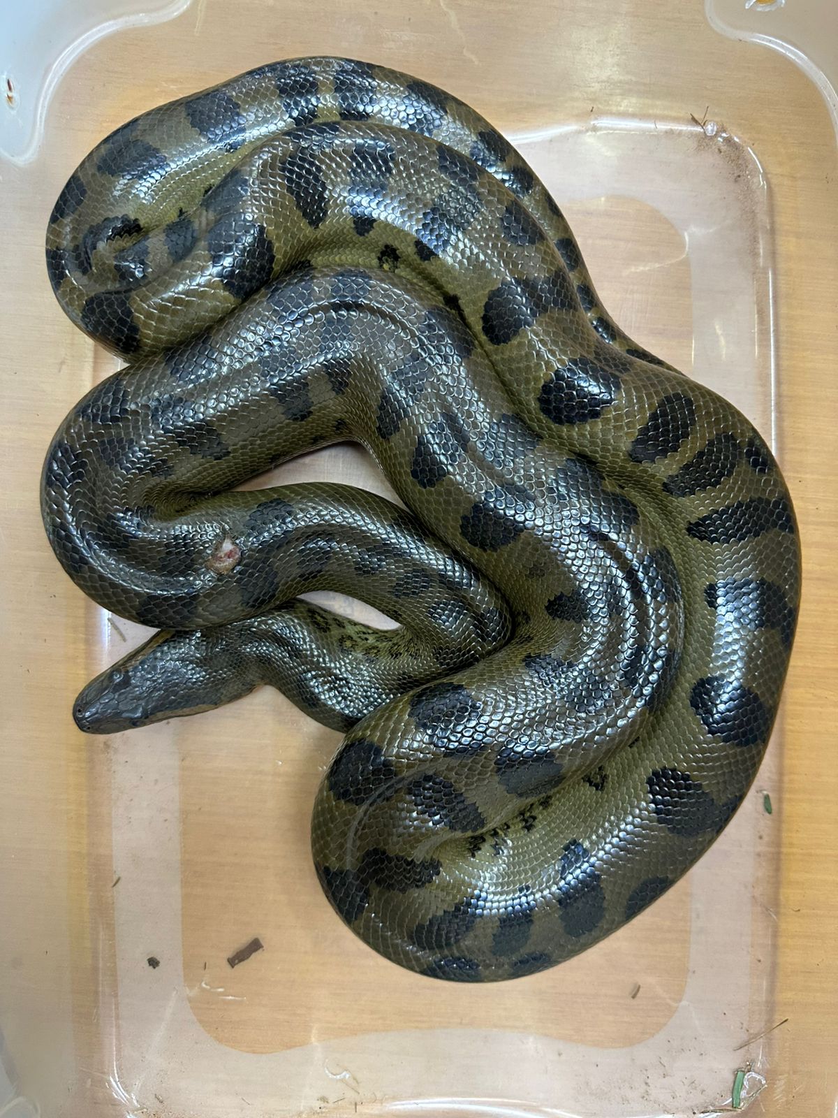 ITAIPU coloca microchips para monitorear la población de mbói jagua en el Refugio Biológico de Mbaracayú