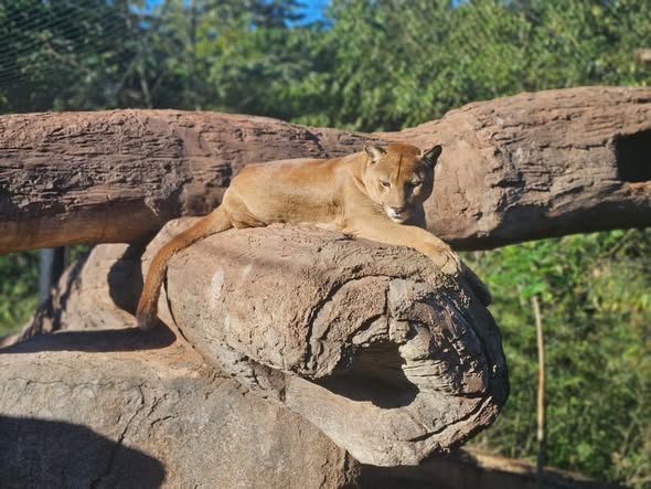 Binacional destaca iniciativas para conservación de la vida silvestre en el marco de conmemoración mundial