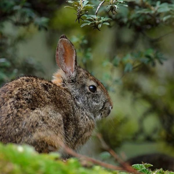 Tapiti, el conejo paraguayo que se preserva en las áreas protegidas de ITAIPU