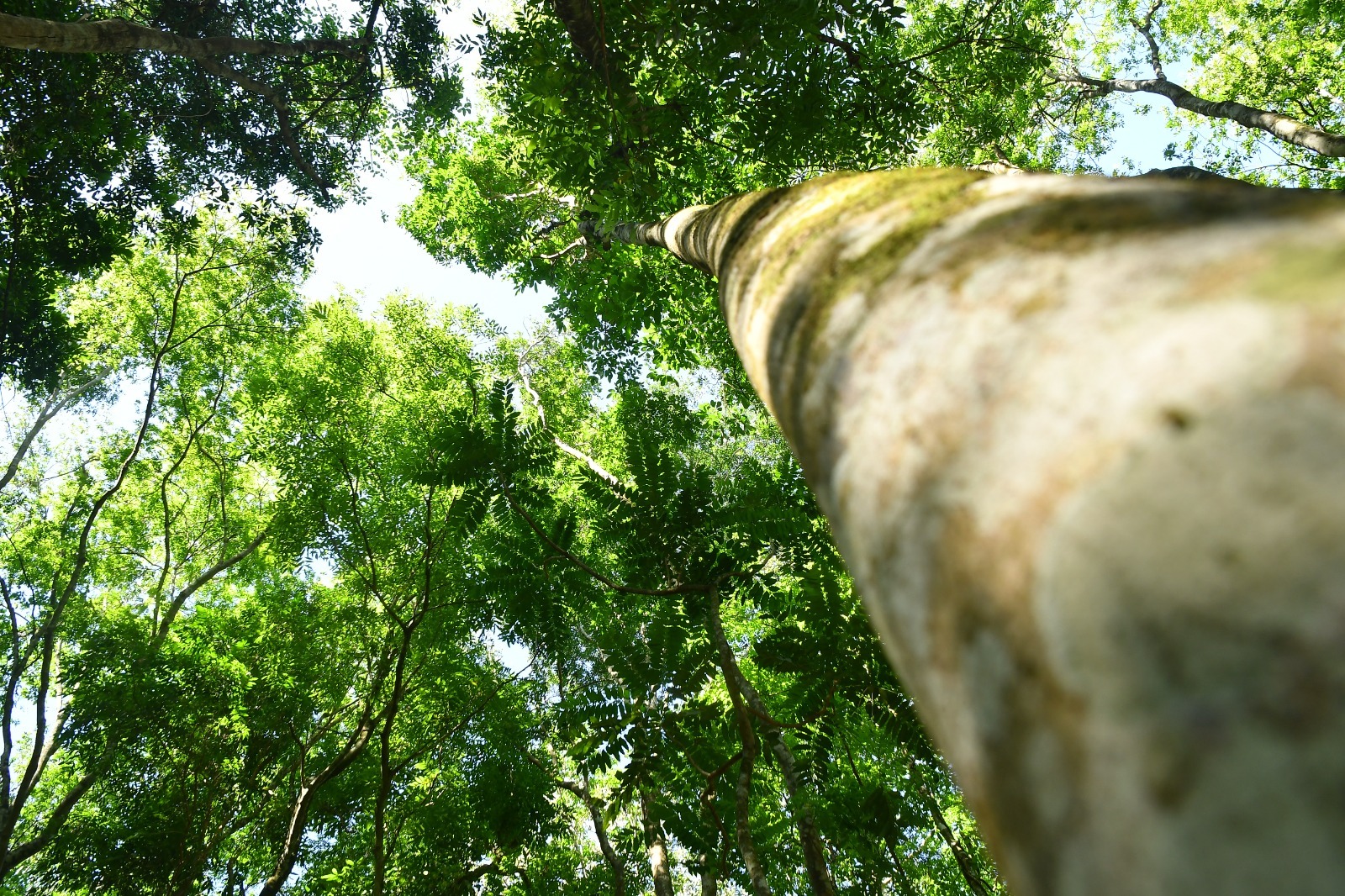 ITAIPU conmemora el día de la Madre Tierra impulsando la restauración ecológica en la región