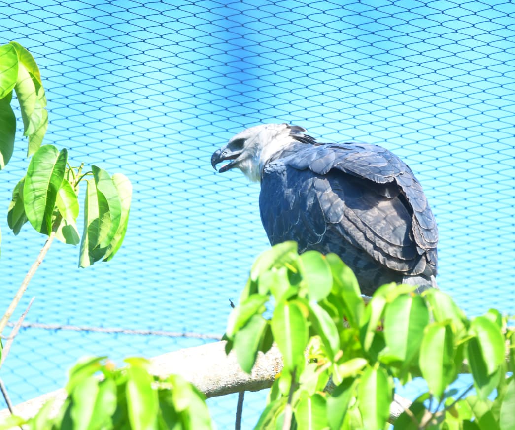 Tekotopa Centro Ambiental de ITAIPU habilita el mirador del águila harpía desde hoy