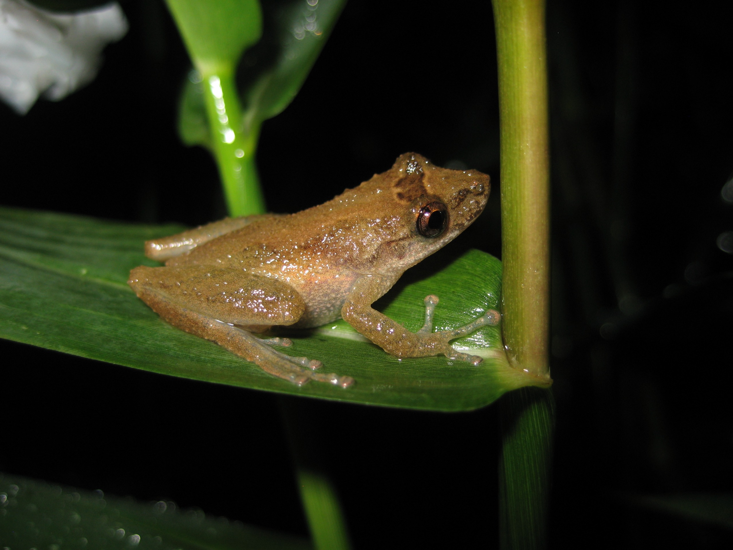 ITAIPU conmemora el día de la conservación de anfibios y destaca las acciones realizadas en las áreas protegidas