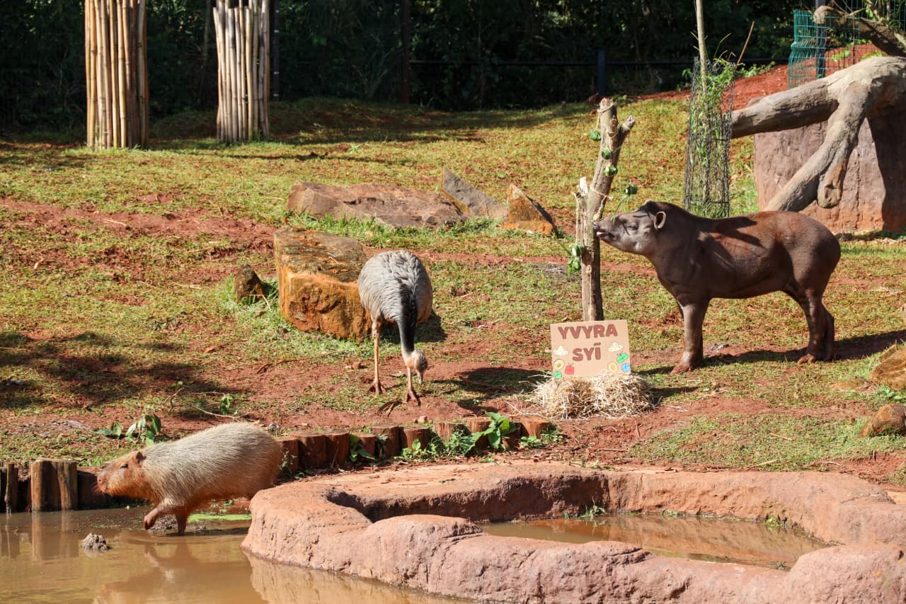 Tekotopa de ITAIPU celebra San Juan Ára con enriquecimiento temático para animales