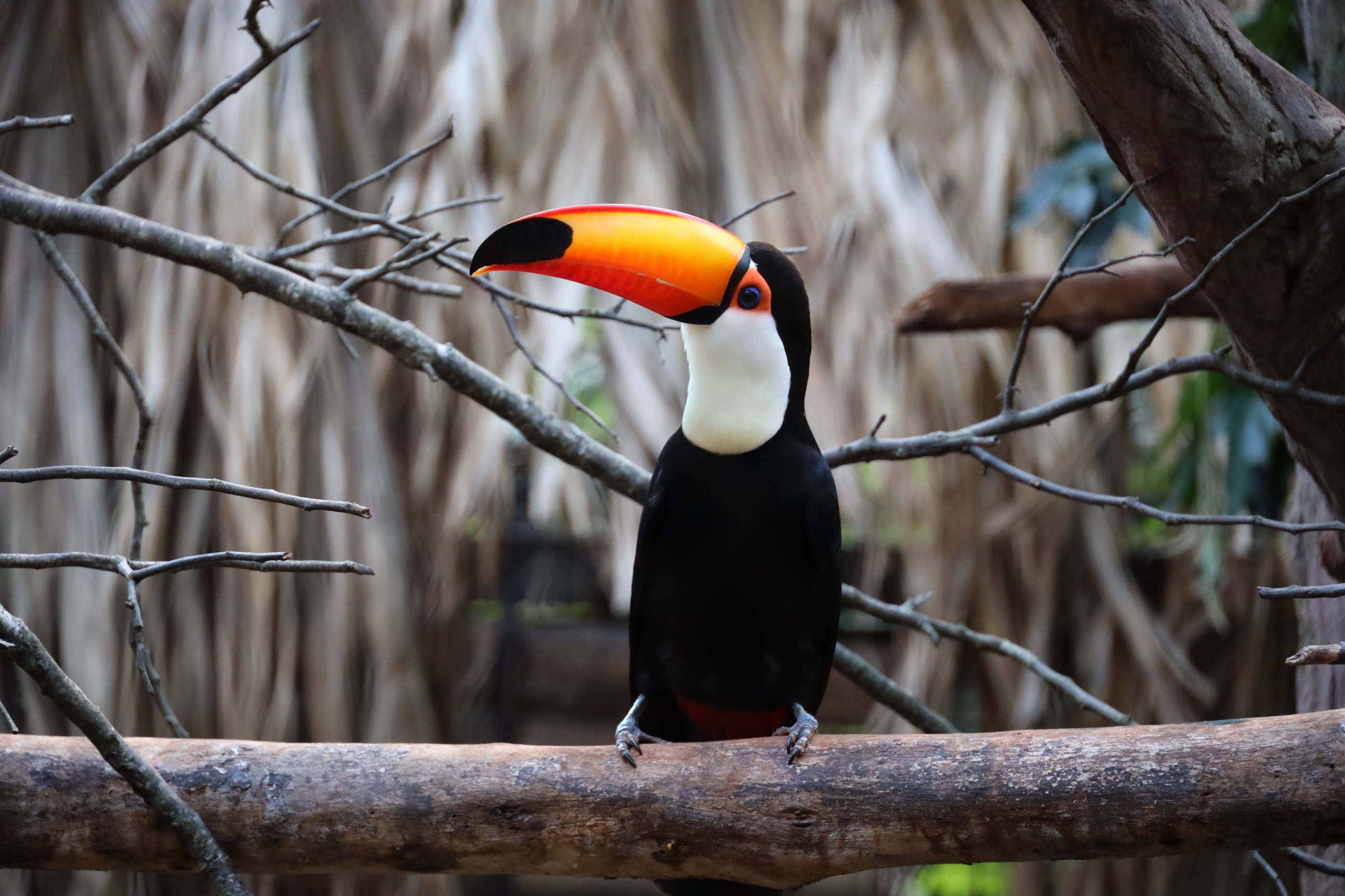 En el día contra el tráfico ilegal de fauna, ITAIPU destaca sus iniciativas para combatir este flagelo