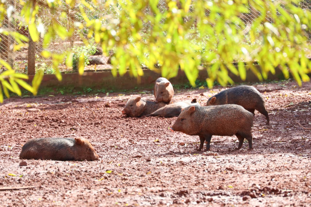 ITAIPU colabora con investigación para reducir atropellamientos de animales silvestres