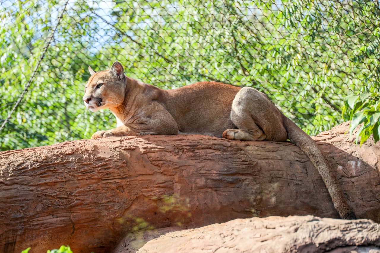 ITAIPU conmemora el día del puma con iniciativas para la protección de la especie