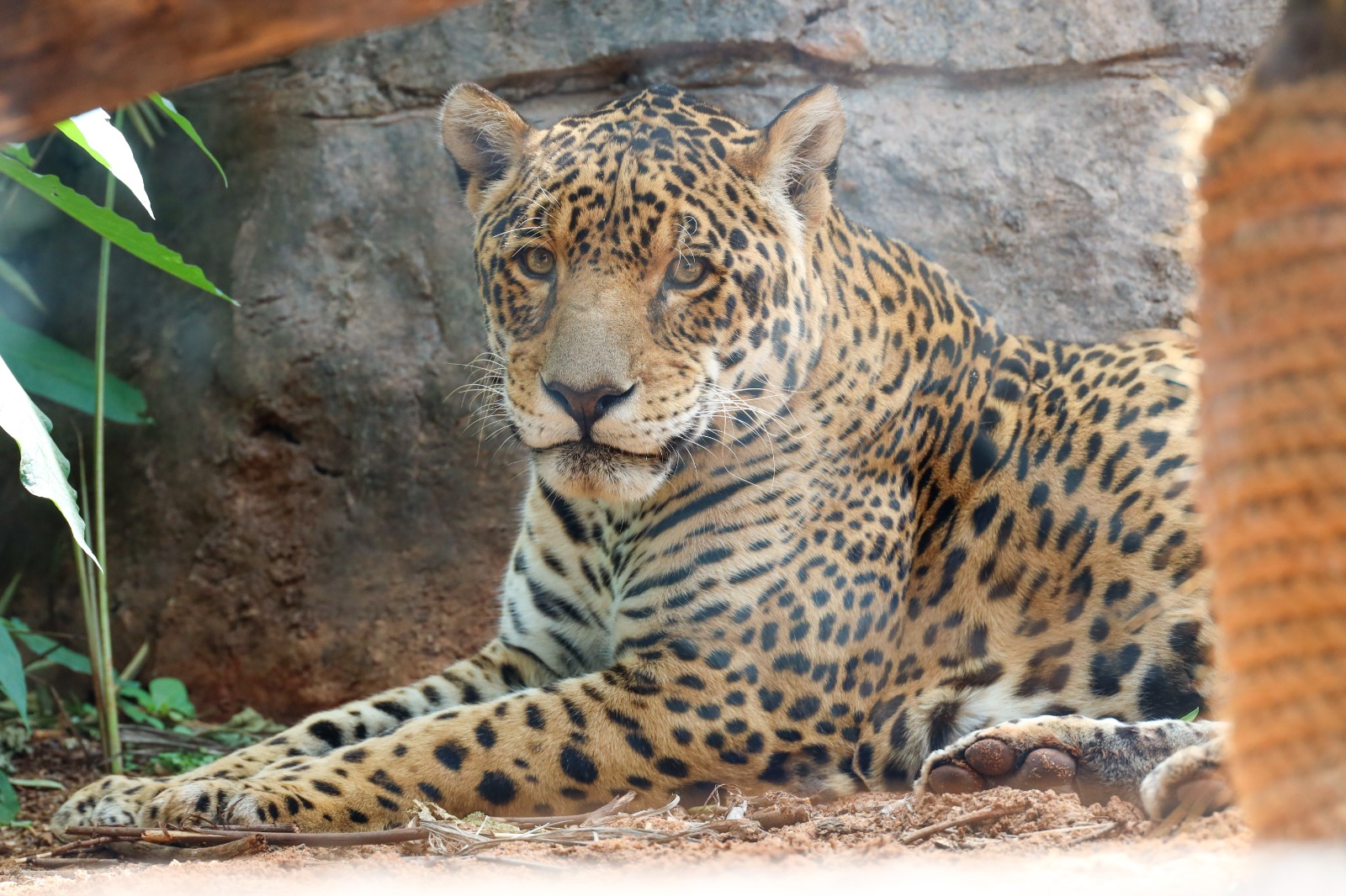 Tekotopa celebra su primer aniversario con logros positivos en la preservación de la biodiversidad