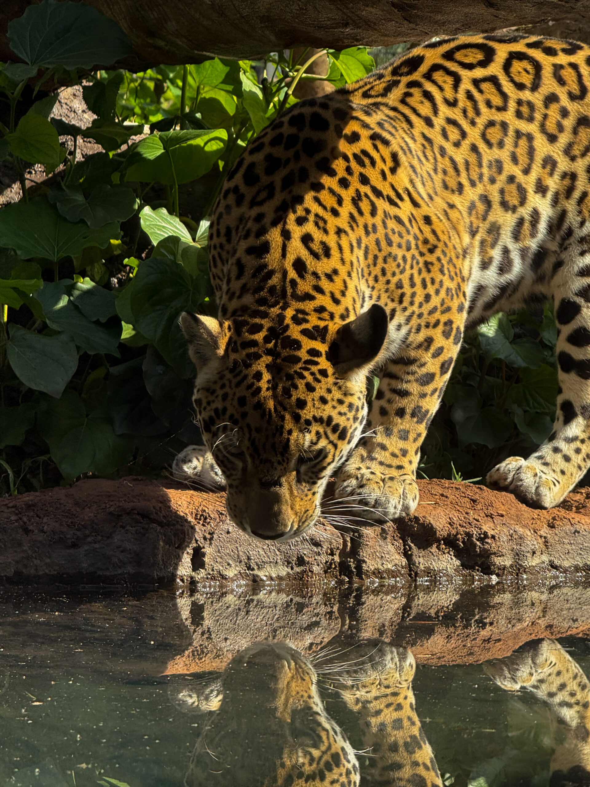 Reflejo