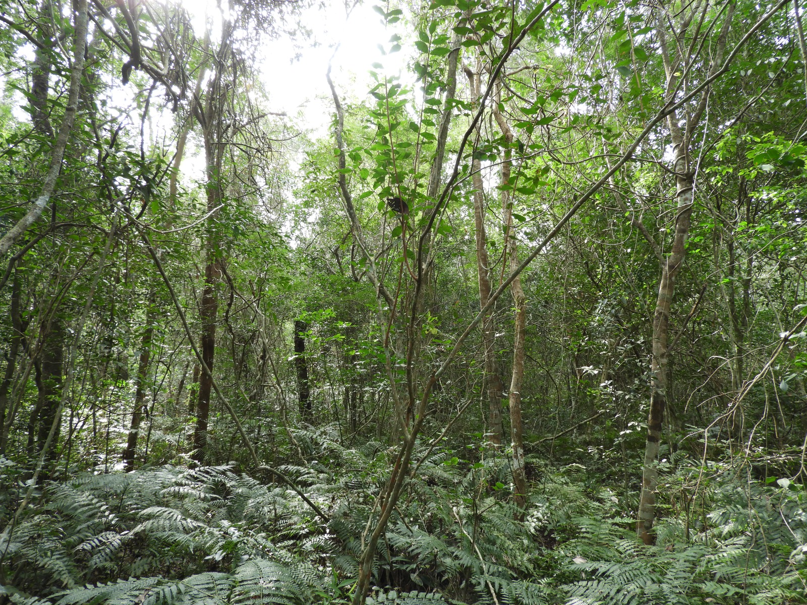 ITAIPU encara un nuevo desafío en la restauración del paisaje forestal
